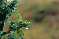 Arbusto denominado cargarroco, que demuestra la capacidad de las plantas para capturar las finas gotas de la neblina.