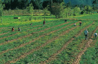 Los agroecosistemas caractersticos del altiplano estn representados por el cultivo de papa; sin embargo la cebolla cabezona, como el cultivo que aparece en la fotografa, complementa la diversidad agrcola de la regin. Despus del cultivo la tierra se