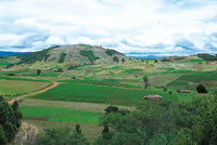 Cultivos de papa en el suroccidente de la laguna de Tota.