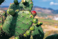 Las formaciones xerofticas, con cactus y otras plantas suculentas, alcanzaron gran extensin durante las pocas secas del pasado.