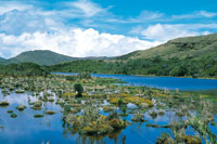 Hbitat de turberas con gramneas y cortaderas en las lagunas del pramo de Sumapaz.