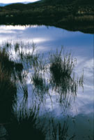 Pantano con juncos.