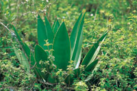 Los matorrales xerfilos con fiques, salvias, hayuelos y otras especies representan ecosistemas nicos de la regin. El deterioro de su hbitat constituye una amenaza crtica para la flora y la fauna.