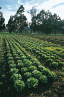 Cultivo de hortalizas en la Sabana de Bogot.