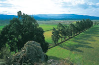 La construccin de canales hace parte de un sistema de riego que se complementa con la plantacin forestal.