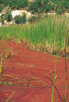 La coloracin rojiza del manto formado por Azolla filiculoides evidencia el fin del ciclo de vida de este helecho acutico.