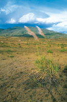 Las adversas condiciones ambientales de la regin generan un paisaje altamente erosionado, lo que dificulta la utilizacin de estos suelos para actividades agrcolas. El suelo presenta una escasa cobertura de pastos.