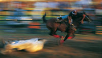 El coleo es una tradicin llanera que revive el dominio del caballo y el manejo del ganado arisco en las sabanas