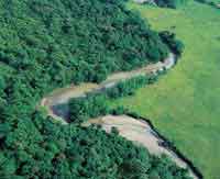 Selva hmeda.