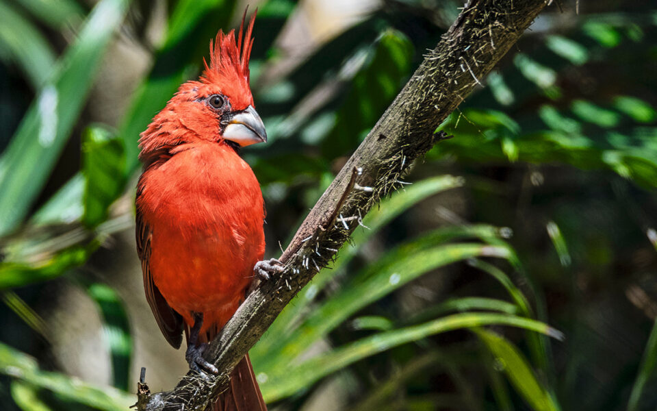 Macho del cardenal guajiro (Cardinalis phoeniceus), especie que habita en los bosques secos del nororiente de Colombia, específicamente en el extremo norte del departamento de La Guajira.