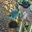 <strong>Pez cirujano, típico habitante de los arrecifes coralinos de San Andrés.</strong>Fotografía: Diego Miguel Garcés