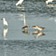 <strong>Las playas de las islas oceánicas son sitios de descanso para las aves migratorias como los andarríos.</strong>Fotografía: Archivo iM Editores