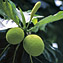 <strong>El árbol del pan, Artocarpus altilis, fue llevado a San Andrés desde el sudeste de Asia y su fruta hace parte de la dieta tradicional de los pobladores de la isla.</strong>Fotografía: Camilo Gómez Durán