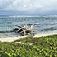 <strong>Vegetación rastrera característica de las playas de las islas y cayos.</strong>Fotografía: Angélica Montes Arango