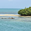 <strong>Manglares del Parque Nacional Natural Old Providence Mc Bean Lagoon, en la isla de Providencia.</strong>Fotografía: Angélica Montes Arango