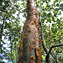 <strong>Detalle del tronco de un indiodesnudo, árbol característico de los bosques secos de Providencia.</strong>Fotografía: Archivo iM Editores