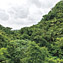 <strong>Aspecto de los arbustales de Providencia donde se desarrolla una amplia variedad de especies.</strong>Fotografía: Angélica Montes Arango