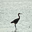 <strong>La garza morena, Ardea herodias, es habitante común de los manglares de Providencia.</strong>Fotografía: Archivo iM Editores