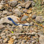 <strong>El lagarto azul o blue lizard se encuentra en los bosques y matorrales de Providencia y Santa Catalina.</strong>Fotografía: Archivo iM Editores