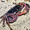 <strong>El cangrejo negro, Gecarcinus ruricola, es una especie que abunda en Providencia.</strong>Fotografía: Camilo Gómez Durán