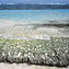 <strong>Lajas de roca arenisca en las playas de barlovento, atestiguan el desplazamiento paulatino de los cayos del archipiélago. </strong>Fotografía: Camilo Gómez Durán