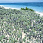 <strong>La salvia marina, Tournefortia gnaphalodes, es la planta más abundante en los cayos Serrana y Serranilla.</strong>Fotografía: Camilo Gómez Durán