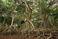 Los manglares son muy importantes en el mantenimiento de la alta productividad biolgica del estuario de la Cinaga Grande.