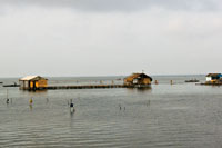 De las ostras y la pesca artesanal derivan su sustento los pobladores de Tasajera, aldea semi-palaftica a orillas de la Isla de Salamanca.