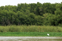 La vegetacin flotante, los juncales y los manglares forman una cortina verde a lo largo de los distributarios del Atrato.