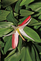 Flor del piuelo.
