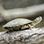 <strong>Entre la abundante fauna que habita los ecosistemas de aguas blancas se destaca la tortuga charapa, Podocnemis expansa, que durante el día suele permanecer inmóvil sobre piedras o troncos que sobresalen del agua, para calentar su cuerpo.</strong>Fotografía: Diego Miguel Garcés Guerrero