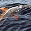 <strong>La tonina de Humboldt, Inia geoffrensis humboldtiana, vive en el río Orinoco y sus tributarios; la coloración gris de su cuerpo lo diferencia del delfín rosado o tonina del Amazonas, Inia geoffrensis geoffrensis.</strong>Fotografía: Thinkstock