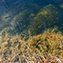 <strong>Las plantas acuáticas retienen partículas orgánicas que sirven de alimento a los insectos acuáticos; éstos, a su vez, son el alimento de renacuajos y pequeños peces.</strong>Fotografía: Angélica Montes Arango