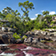 <strong>La planta acuática Macarenia clavigera adquiere un color rojo durante la época de invierno y le imprime al lecho de los arroyos que drenan las serranías de La Macarena y La Lindosa, un atractivo muy especial.</strong>Fotografía: Diego Miguel Garcés Guerrero
