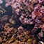 <strong>Las plantas acuáticas de la familia Podostemaceae, como la Macarenia clavigera, constituyen un grupo muy diversificado en la región del Escudo Guayanés, con alrededor de 20 especies, en su mayoría endémicas.</strong>Fotografía: Archivo iM Editores