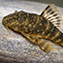 <strong>Las cuchas o chupavidrios de la familia Loricariidae, son uno de los grupos de peces más diversificados en la región del Escudo Guayanés.</strong>Fotografía: Fredy Gómez Suescún