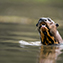<strong>La nutria gigante o perro de agua, Pteronura brasiliensis, se alimenta principalmente de peces y está perfectamente adaptada al estilo de vida anfibio.</strong>Fotografía: Thinkstock