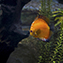 <strong>Los peces disco del género Symphysodon habitan madreviejas y otros ambientes lénticos de aguas negras y ácidas donde abunda la vegetación flotante. </strong>Fotografía:Archivo iM Editores