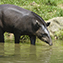 <strong>La danta, Tapirus terrestres.</strong>Fotografía: Angélica Montes Arango
