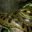 <strong>El caribe colorao o piraña del Orinoco, Pygocentrus cariba. </strong>Fotografía: Thinkstock