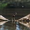 <strong>Gallito de agua, Jacana jacana.</strong>Fotografía: Archivo iM Editores