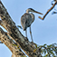 <strong>Garza azul, Ardea cocoi.</strong>Fotografía: Gabriel Daza Larrotta