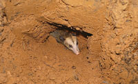 La chucha plateada o fara, Didelphis albiventris, es un marsupial de cola desnuda y prensil que tiene hbitos de alimentacin nocturnos y su dieta es omnvora. Aprovecha las cuevas o los orificios de troncos para su madriguera.