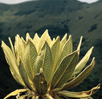 Roseta de frailejn.
