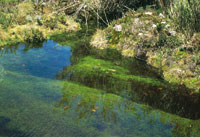 Nacimiento de agua en el Alto Magdalena.