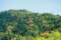 Durante la estacin lluviosa el bosque seco tropical se asemeja a la selva hmeda. Parque Nacional Natural Tayrona.
