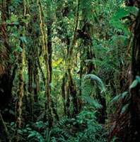 La selva hmeda tropical fue uno de los biomas que mayor inters despert en el barn von Humboldt.