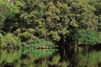 Uno de los innumerables caos de la selva amaznica.