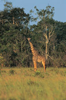 Gran parte de la regin central de frica est dominada por mosaicos de sabanas y bosques secos habitados por grandes herbvoros.