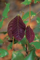 La coloracin rojiza que presentan las hojas jvenes de algunas especies se debe a pigmentos que actan como repelente para los insectos